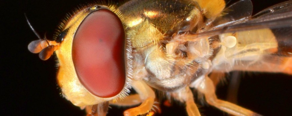 Hoverfly, Vermont - USA (0875)