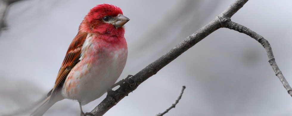 Purple Finch, Vermont-USA (8889)