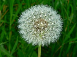 Dandelion