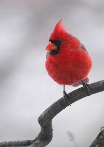 Northern Cardinal (male), Maryland-USA (8547-3)
