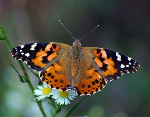 painted-lady-butterfly