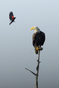 Red-winged Blackbird and Bald Eagle (7807)