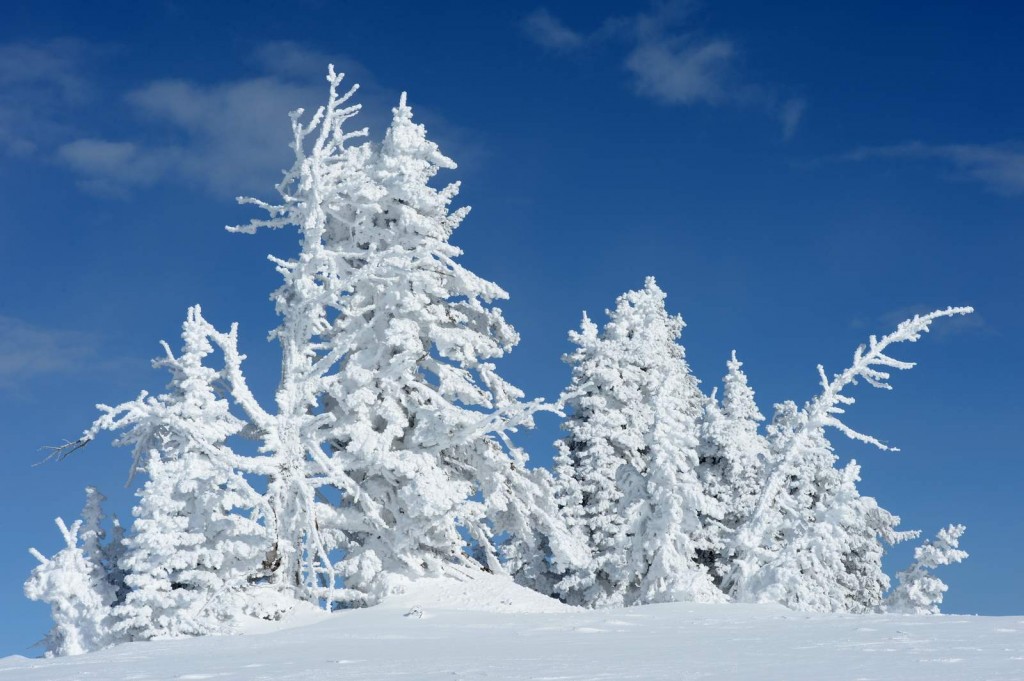 Snow Sculpture, Targee National Forest-USA (2598)