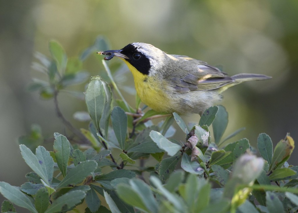 Common Yellowthroat, Baxter State Park-USA (3004)