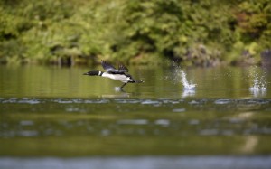 Loon Take Off (9455)