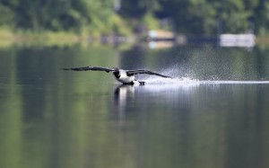 Loon Landing (9648)