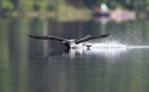 Loon Landing (9656)