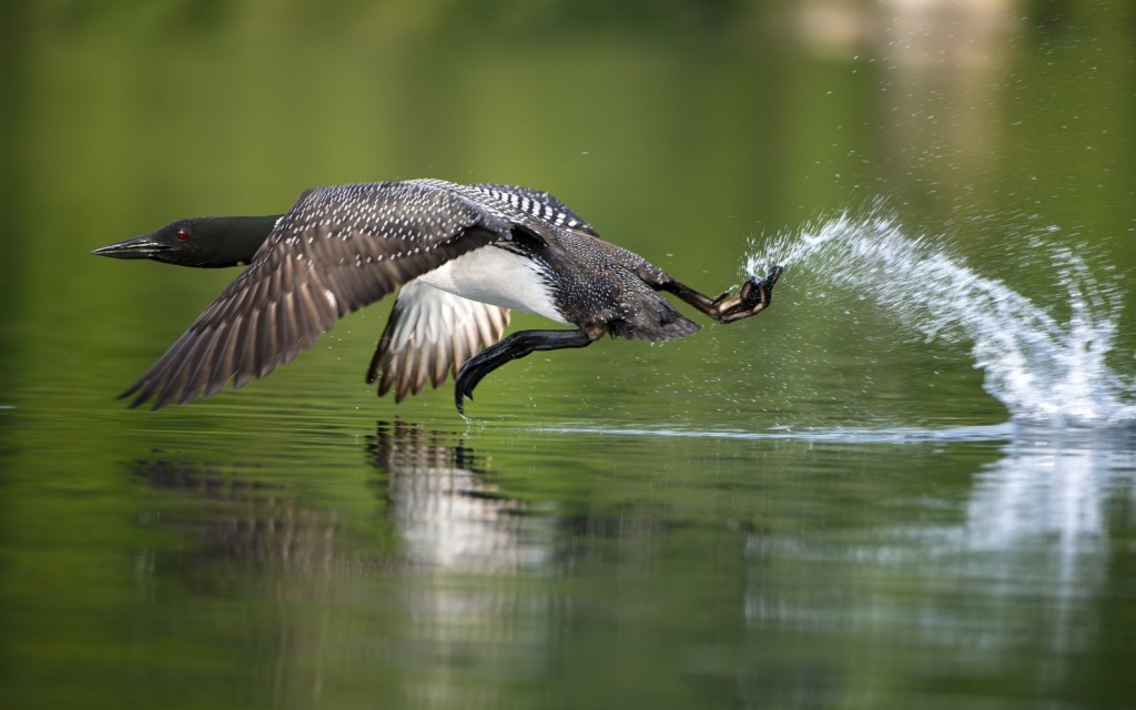 Common Loon, Vermont-USA (9398)