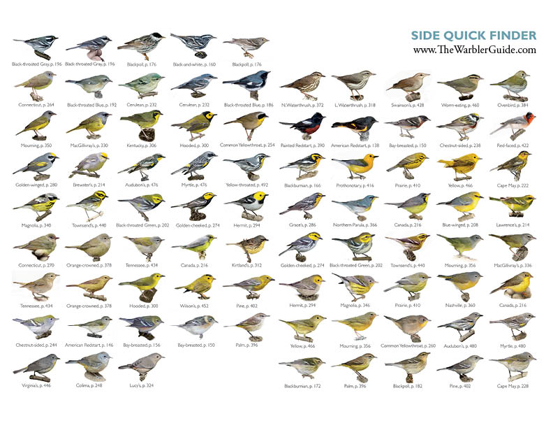 Garden Bird Identification Chart Download