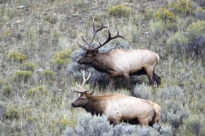 Elk, Yellowstone National Park-USA (6104)