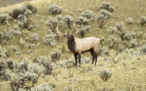Elk, Yellowstone National Park-USA (8871)