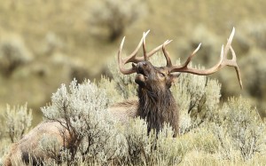 Elk, Yellowstone National Park-USA (8993)
