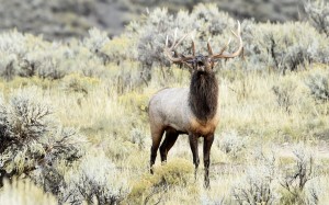 Elk, Yellowstone National Park-USA (9334)