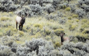 Elk, Yellowstone National Park-USA (9670)