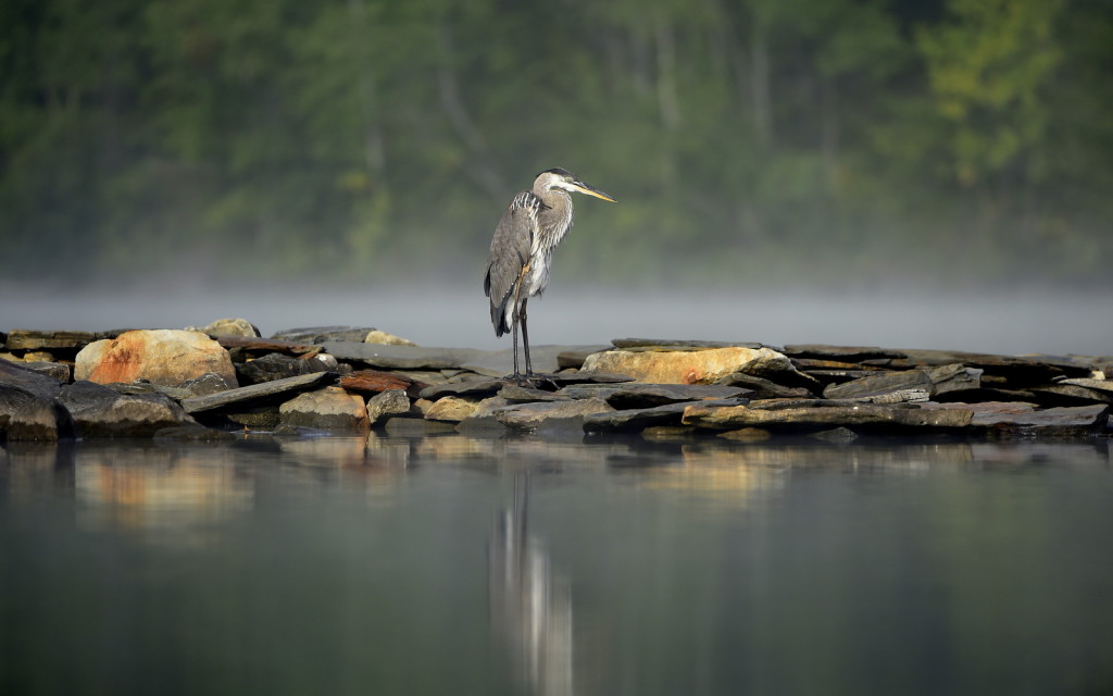 Blue Heron, Vermont -USA (4048)