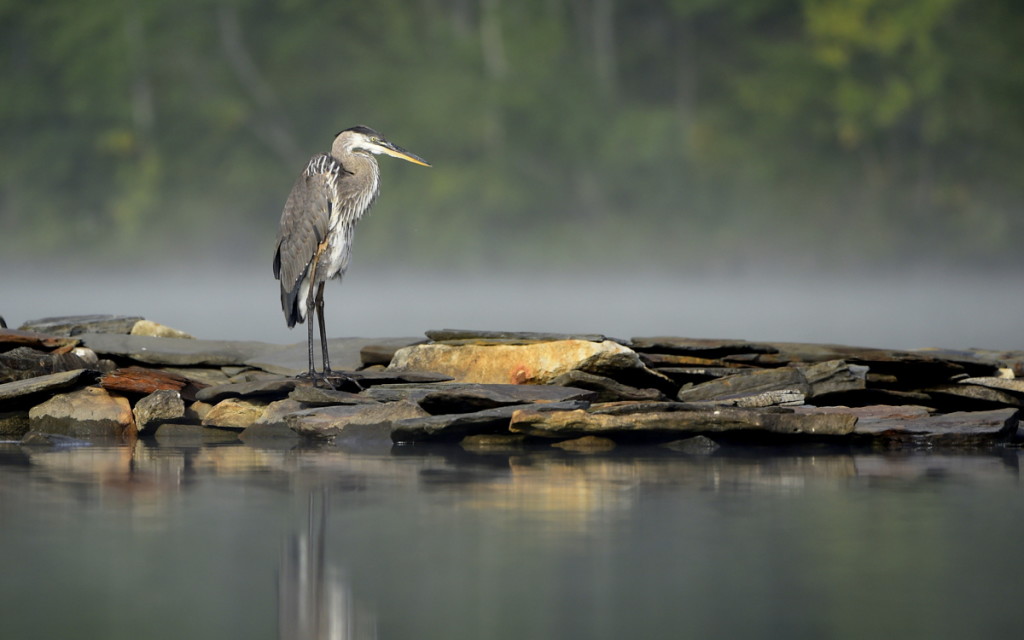 Blue Heron, Vermont-USA (4048-v2)