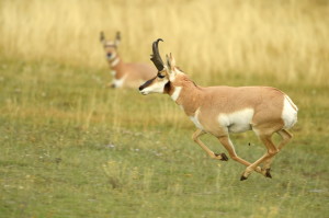 Pronghorn (7280)