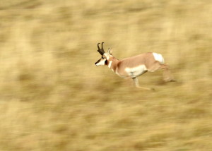 Pronghorn (7499)