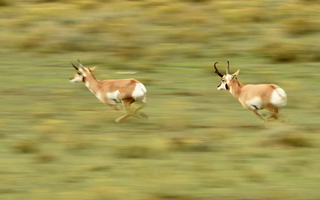 Pronghorn, Yellowstone NP - USA (7581)