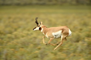 Pronghorn (7744)