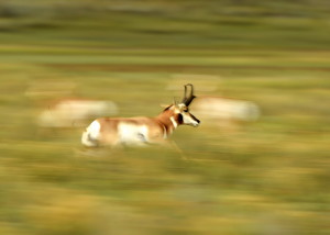 Pronghorn (7800)