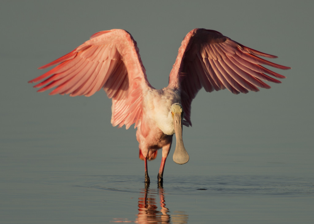 Roseate Spoonbill-8898