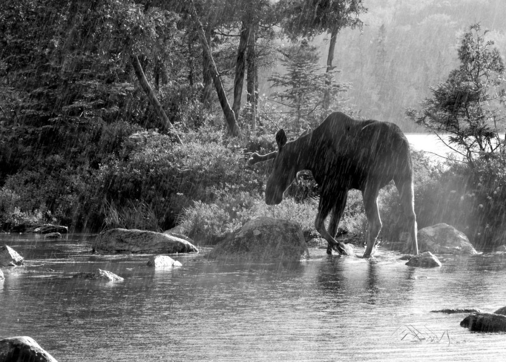 Moose, Baxter State Park-Maine (7550bw)