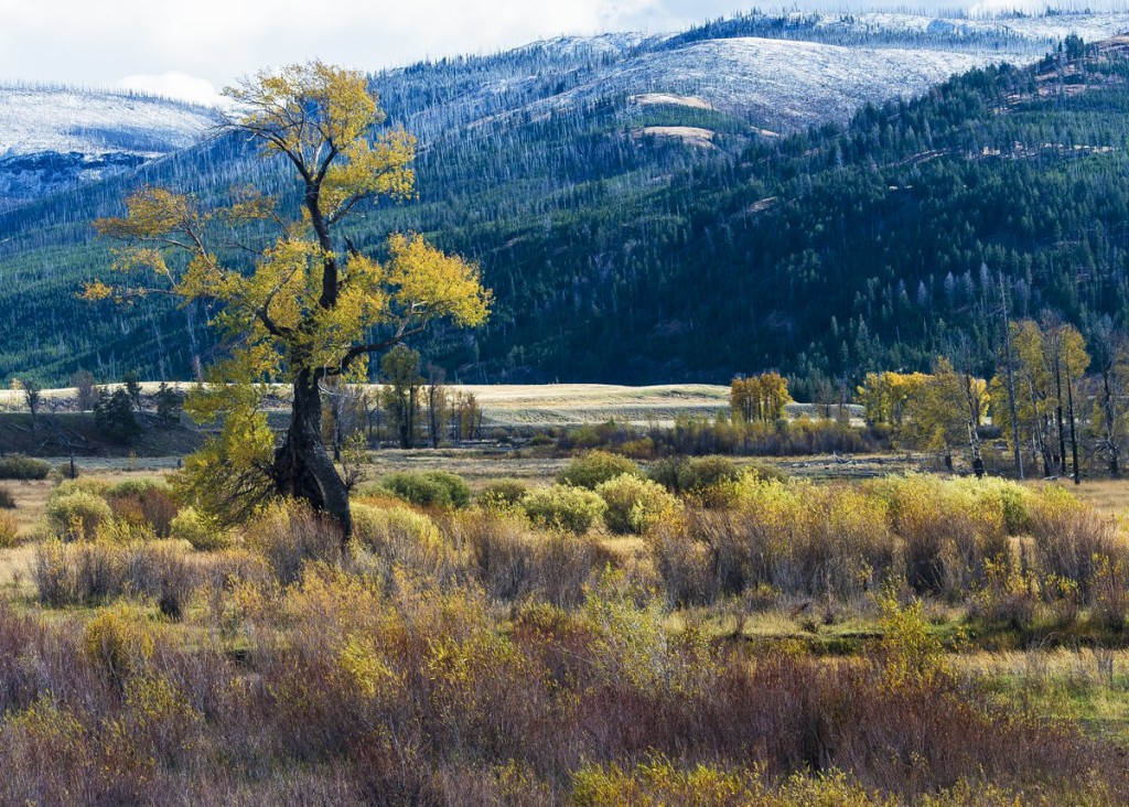 Cottonwood Tree, Yellowstone NP (1045)