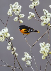 Baltimore Oriole, Vermont (1335)