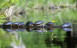 Painted Turtle (0955)