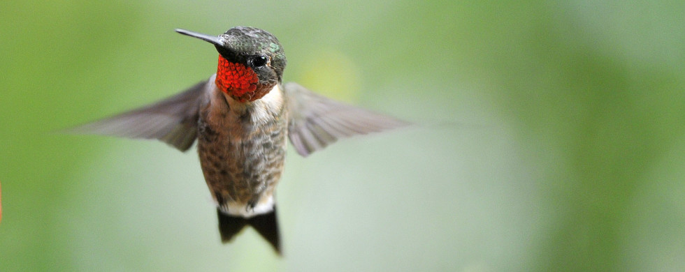 Ruby-throated hummingbird (4983)