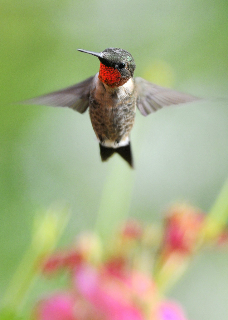 Ruby-throated hummingbird, Vermont (4983)
