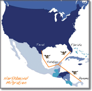 Hummingbird-Migration-Northbound