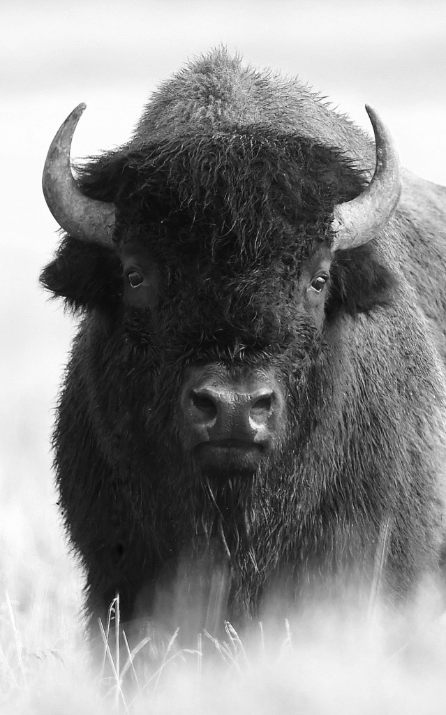 American Bison, Yellowstone NP (6330)