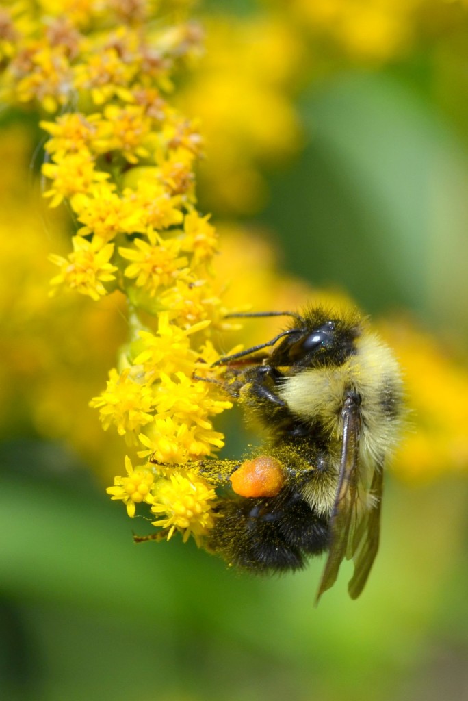 Bumblebee, Vermont (1684)