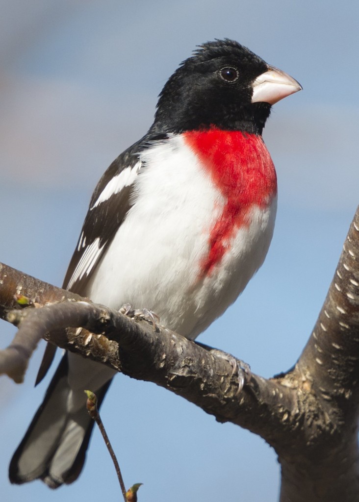 Rose-breasted Grosbeak, Vermont (3197)