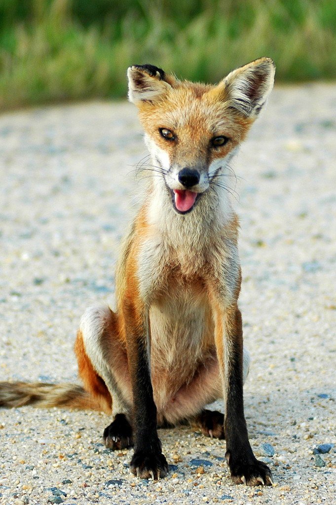 Red Fox, Bombay Hook NWR, Delaware (6525)