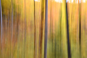 Fall Abstract, Vermont (5038)