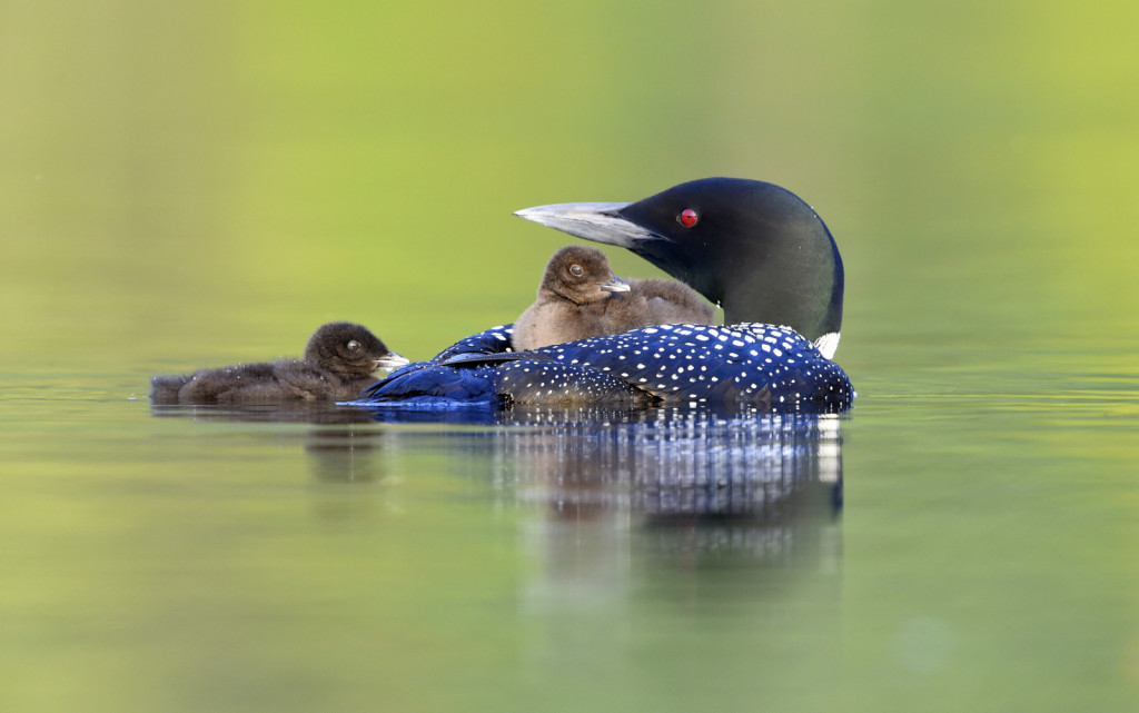 Loon, Vermont (7317)