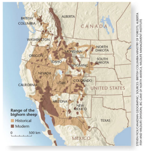 Bighorn Sheep Range