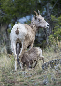 Bighorn Sheep, Yellowstone NP (9816)