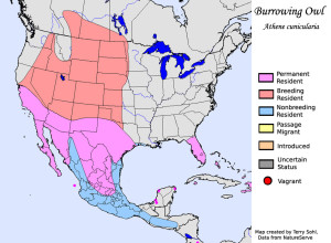 burrowing_owl_map_big