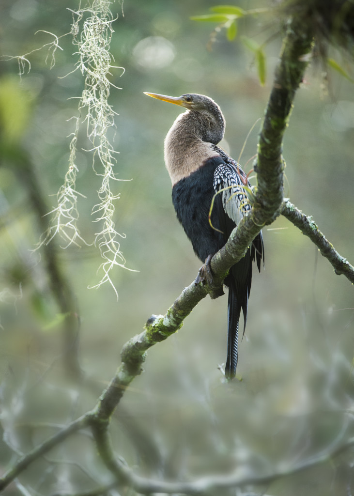 Anhinga, Corkscrew Swamp - USA (4120)