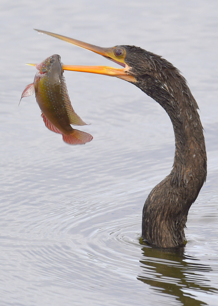 Anhinga (3534)