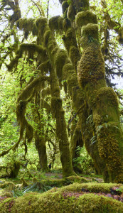 Hoh Rainforest (5033)