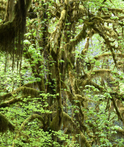 Hoh Rainforest (5128)