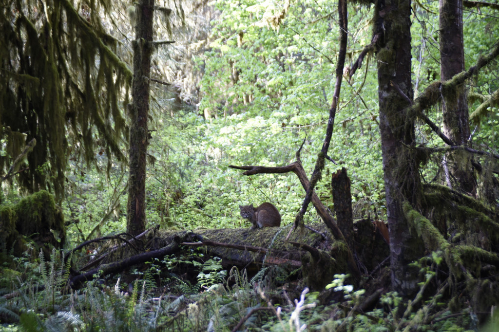 Bob Cat, Hoh Rainforest (4634)