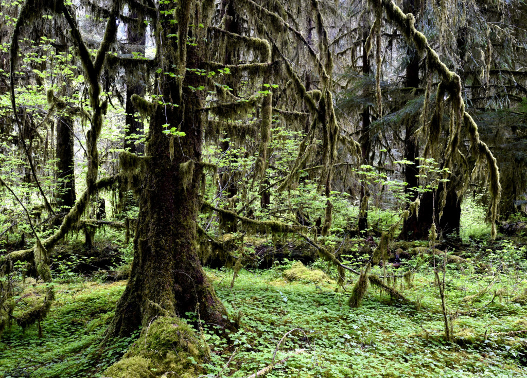 Hoh Rainforest (4888)