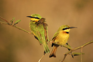 Little Bee-Eater (0018)