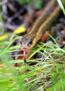 Common Garter Snake (0203)